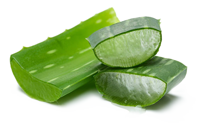 cut-aloe-vera aloe vera